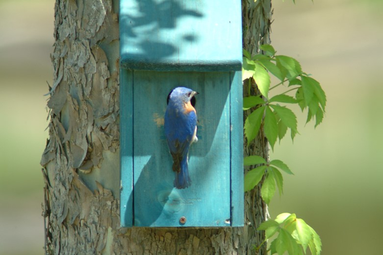 A blue bird sitting in a birdhouse in a tree