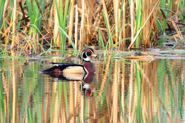 A duck swimming in a pond along some reeds