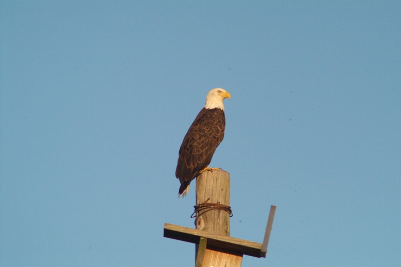 A bald eagle sits on top of a pole outside